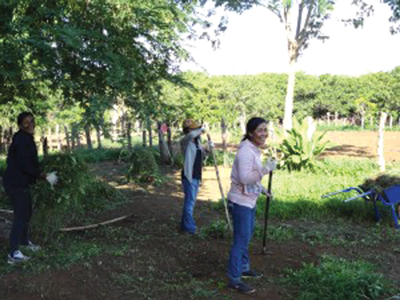 Staff and local employees tend to an Angkor Gold demo farm.